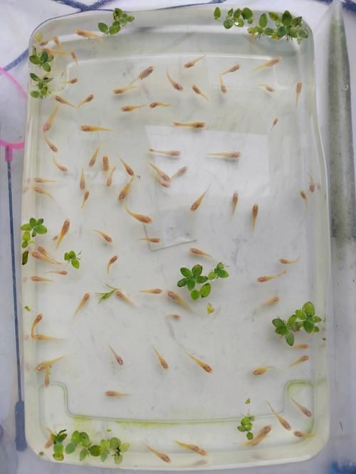 孔雀魚1～3個(gè)月成長圖【“孔雀魚1～3個(gè)月成長圖”系統(tǒng)記錄了該物種早期發(fā)育的關(guān)鍵階段】 孔雀魚1～3個(gè)月成長圖【“孔雀魚1～3個(gè)月成長圖”系統(tǒng)記錄了該物種早期發(fā)育的關(guān)鍵階段】 龍魚百科 第4張