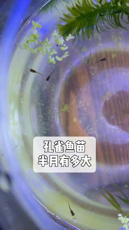 孔雀魚1～3個(gè)月成長圖【“孔雀魚1～3個(gè)月成長圖”系統(tǒng)記錄了該物種早期發(fā)育的關(guān)鍵階段】 孔雀魚1～3個(gè)月成長圖【“孔雀魚1～3個(gè)月成長圖”系統(tǒng)記錄了該物種早期發(fā)育的關(guān)鍵階段】 龍魚百科 第24張