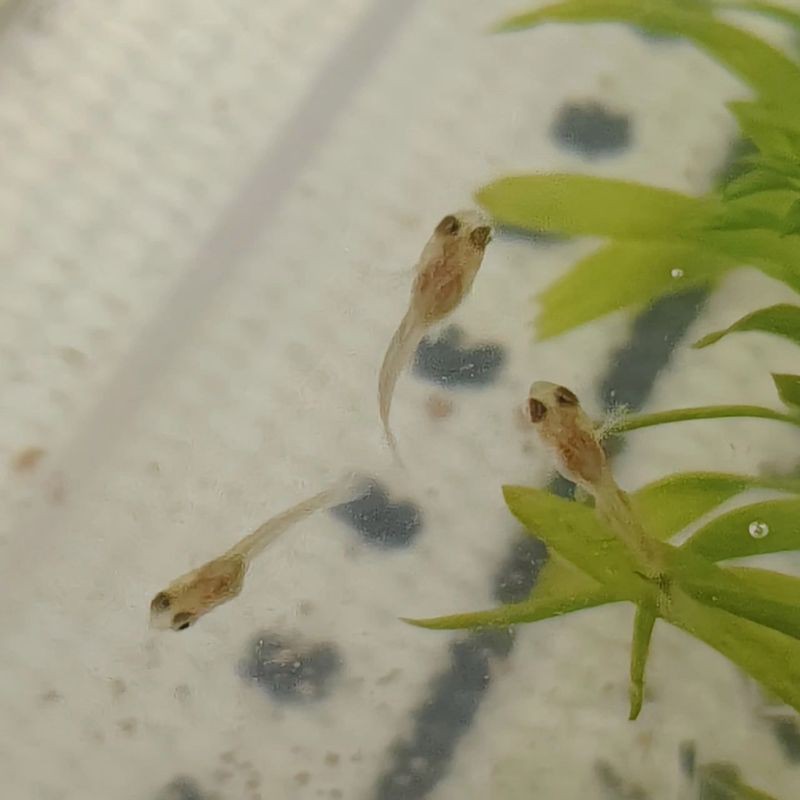 孔雀魚1～3個(gè)月成長圖【“孔雀魚1～3個(gè)月成長圖”系統(tǒng)記錄了該物種早期發(fā)育的關(guān)鍵階段】 孔雀魚1～3個(gè)月成長圖【“孔雀魚1～3個(gè)月成長圖”系統(tǒng)記錄了該物種早期發(fā)育的關(guān)鍵階段】 龍魚百科 第29張