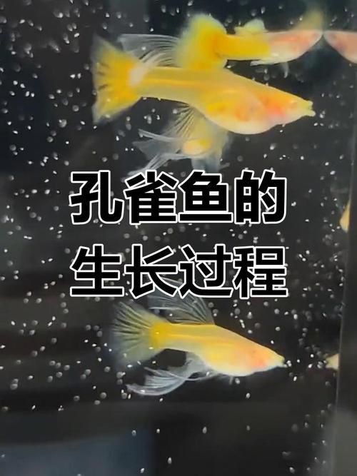 孔雀魚1～3個(gè)月成長(zhǎng)圖【“孔雀魚1～3個(gè)月成長(zhǎng)圖”系統(tǒng)記錄了該物種早期發(fā)育的關(guān)鍵階段】