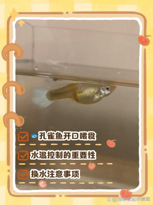 孔雀魚1～3個(gè)月成長圖【“孔雀魚1～3個(gè)月成長圖”系統(tǒng)記錄了該物種早期發(fā)育的關(guān)鍵階段】 孔雀魚1～3個(gè)月成長圖【“孔雀魚1～3個(gè)月成長圖”系統(tǒng)記錄了該物種早期發(fā)育的關(guān)鍵階段】 龍魚百科 第20張