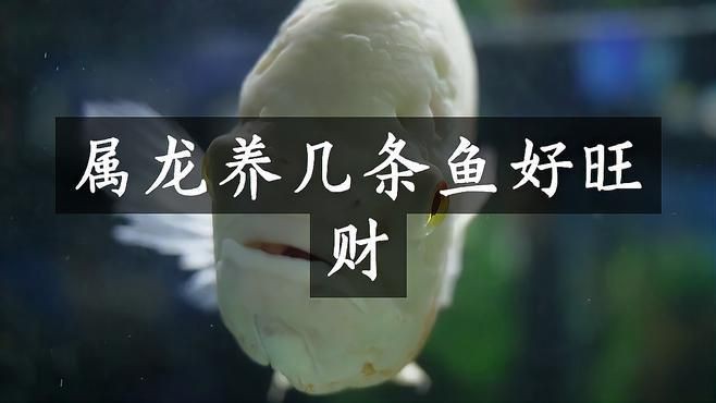 屬龍的人養(yǎng)魚顏色有什么講究？【屬龍之人養(yǎng)什么顏色的魚最好】