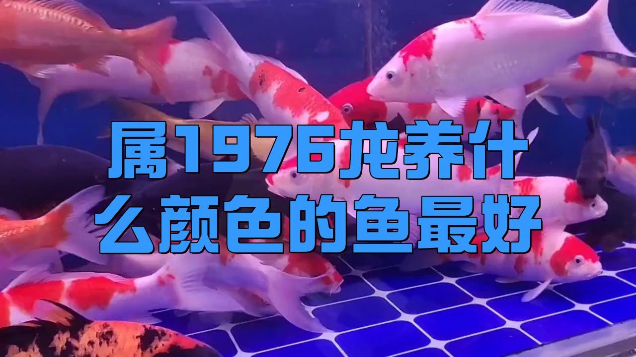 屬龍的人養(yǎng)魚顏色有什么講究？【屬龍之人養(yǎng)什么顏色的魚最好】