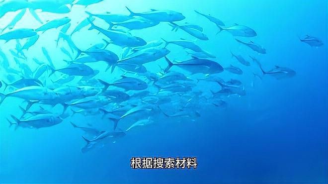 養(yǎng)藍(lán)鯊的10大忠告【《養(yǎng)藍(lán)鯊的10大忠告》】