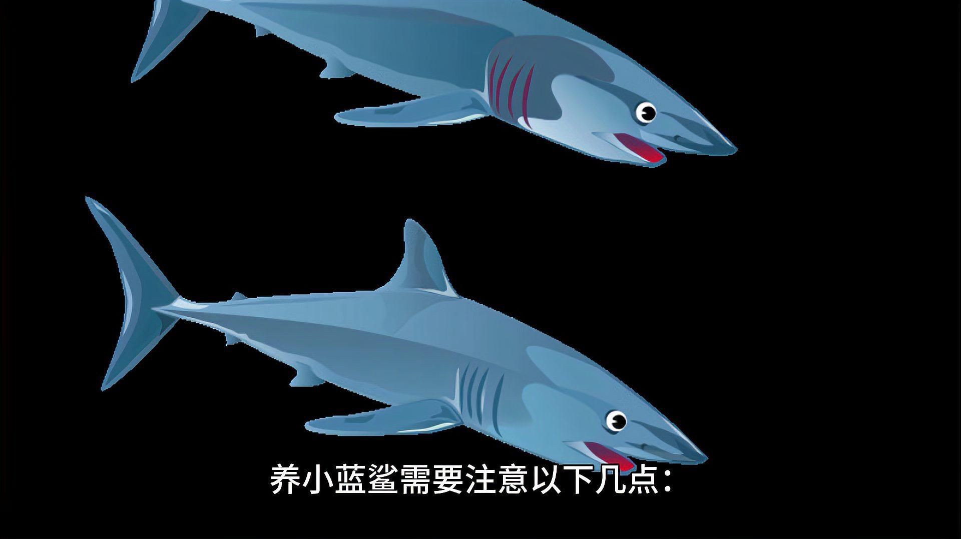 養藍鯊的10大忠告【《養藍鯊的10大忠告》】