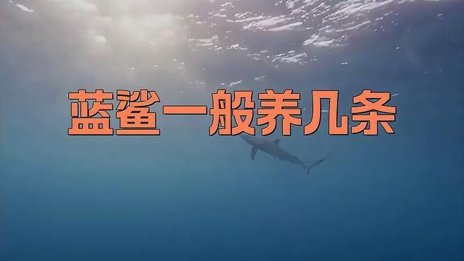 養藍鯊的10大忠告【《養藍鯊的10大忠告》】