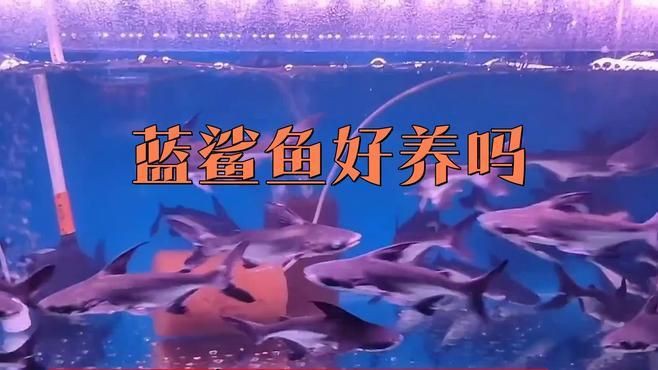 養藍鯊的10大忠告【《養藍鯊的10大忠告》】