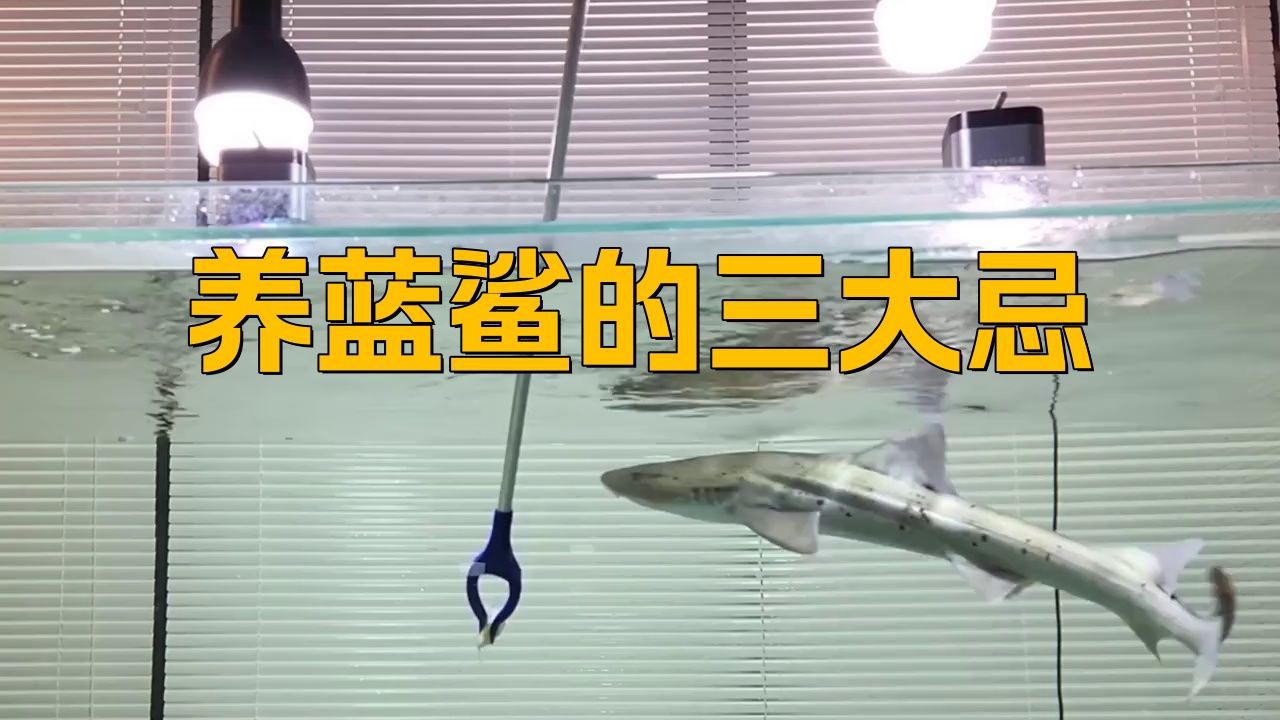 養(yǎng)藍(lán)鯊的10大忠告【《養(yǎng)藍(lán)鯊的10大忠告》】