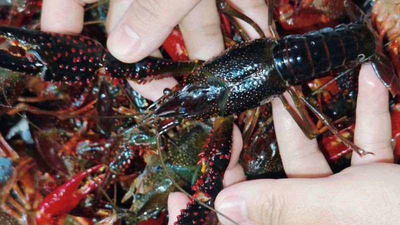 柳北龍魚(yú)店【柳州11家“第二批廣西非遺美食體驗(yàn)店”都有哪些】