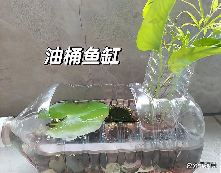 菏澤魚缸維護【菏澤地區的魚缸維護服務】