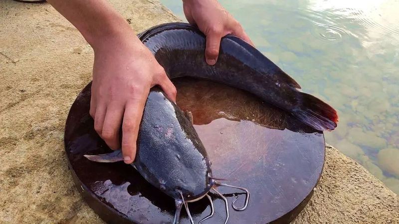 寄生蟲最多的魚【三類寄生蟲高危魚類及其防控策略】 龍魚論壇 第3張 寄生蟲最多的魚【三類寄生蟲高危魚類及其防控策略】 寄生蟲最多的魚【三類寄生蟲高危魚類及其防控策略】 龍魚論壇 第3張