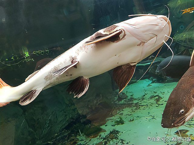 寄生蟲最多的魚【三類寄生蟲高危魚類及其防控策略】 龍魚論壇 第1張 寄生蟲最多的魚【三類寄生蟲高危魚類及其防控策略】 寄生蟲最多的魚【三類寄生蟲高危魚類及其防控策略】 龍魚論壇 第1張
