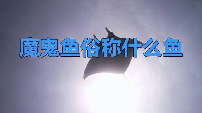 魔鬼魚有幾種【三類魔鬼魚的區別】