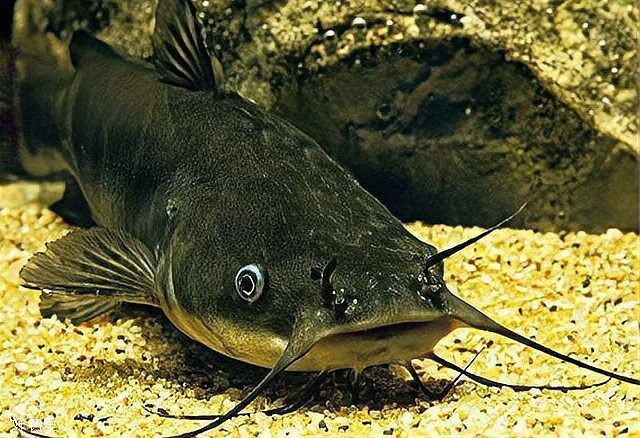 廣東收購埃及魚廠家【廣東地區埃及魚收購廠家】