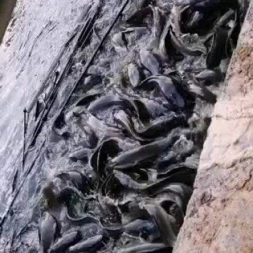 廣東收購埃及魚廠家【廣東地區埃及魚收購廠家】