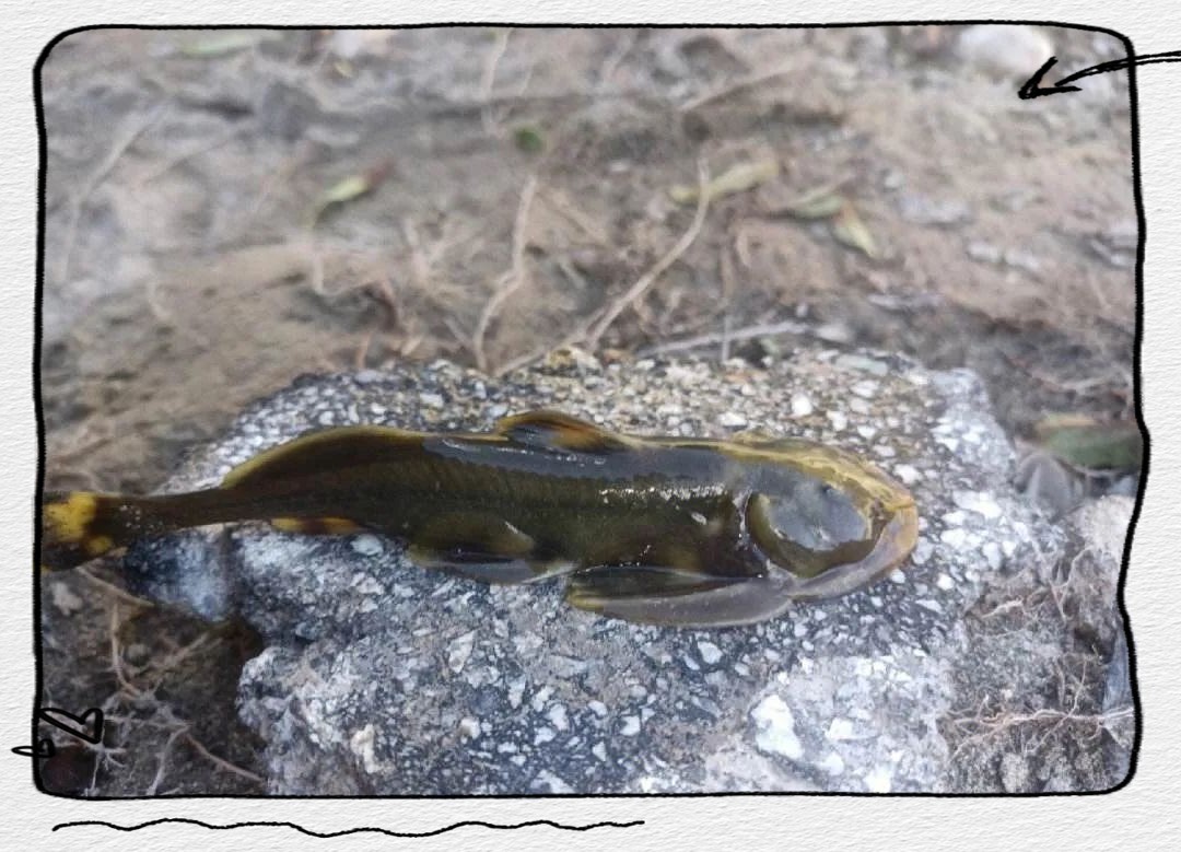 石爬子魚圖片大全【平武石爬子魚】