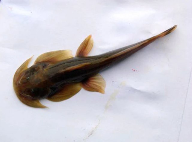 石爬子魚圖片大全【平武石爬子魚】