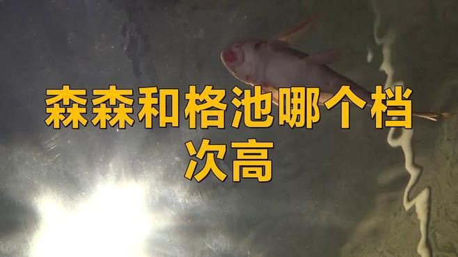 格池是森森高端品牌嗎【格池和森森什么關系？】