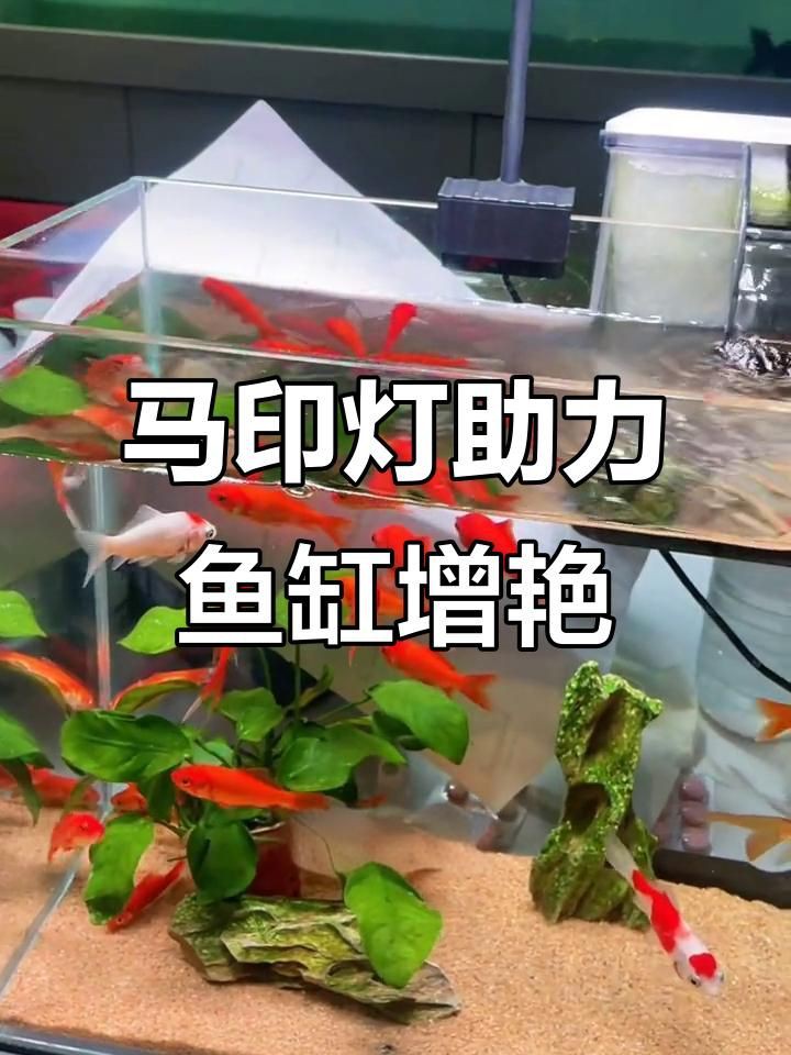 馬印牌水族燈的用法與使用指南【馬印牌水族燈使用指南】