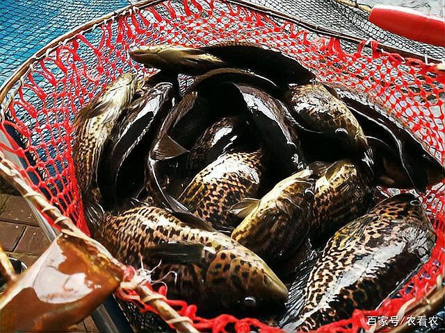 石斑魚屬于什么檔次【石斑魚屬于我國港澳四大名魚之%