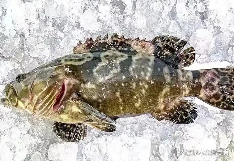 石斑魚屬于什么檔次【石斑魚屬于我國港澳四大名魚之%