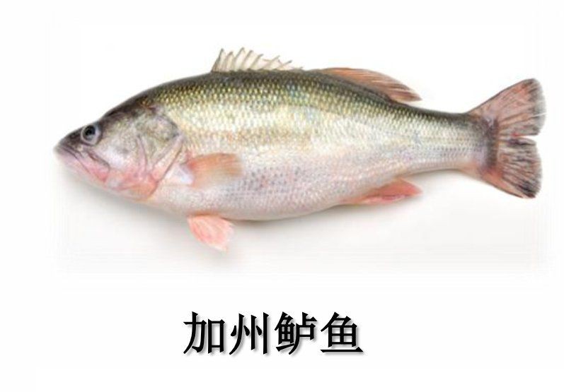 鱸魚能和四大家魚混養嗎【鱸魚與四大家魚（青魚、草魚、鳙魚、鳙魚）混養需謹慎】
