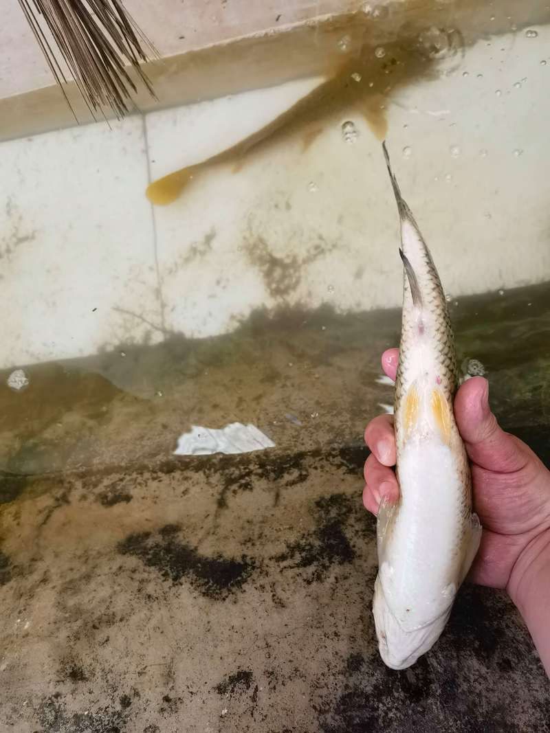 鱸魚能和四大家魚混養嗎【鱸魚與四大家魚（青魚、草魚、鳙魚、鳙魚）混養需謹慎】