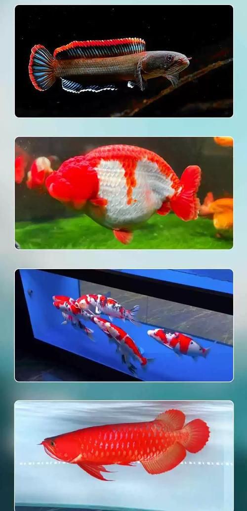 馬印水族爭艷燈價格表與圖片【馬印水族爭艷燈】