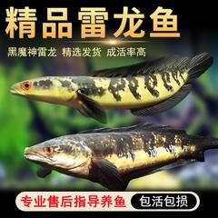 魔神魚多少錢一條【“魔神魚”并非單一品種其價格因具體品類、尺寸及品相差異較大】