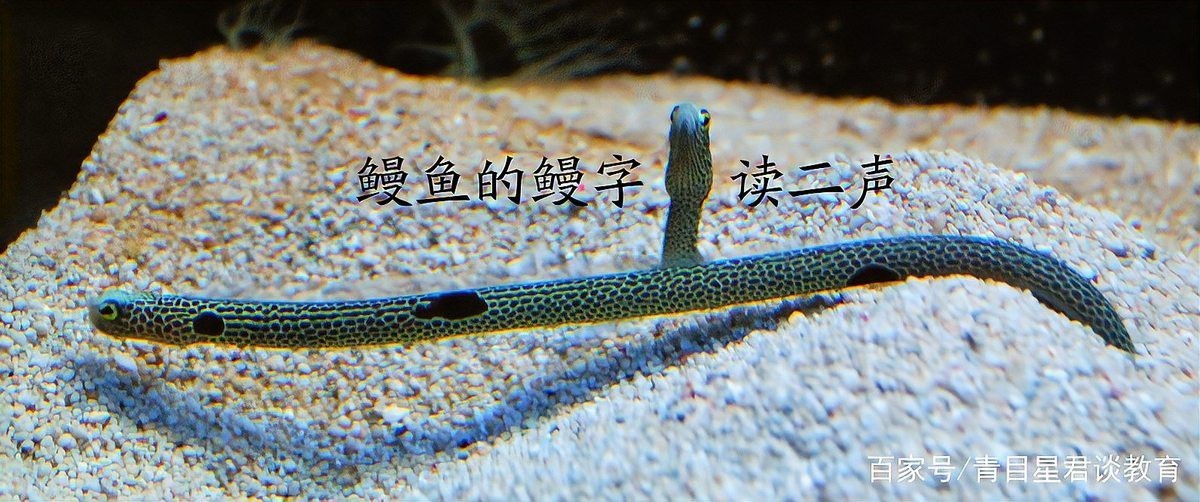 電鰻的鰻讀第幾聲【“電鰻”中的“鰻”讀作第二聲man，你讀錯了嗎？】 電鰻的鰻讀第幾聲【“電鰻”中的“鰻”讀作第二聲man，你讀錯了嗎？】 龍魚論壇 第3張