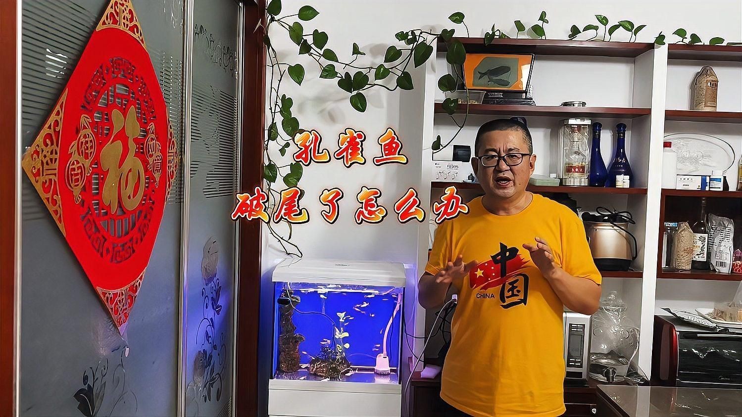 如何預防魚缸中的魚類爛尾？【如何預防魚缸中魚類爛尾】