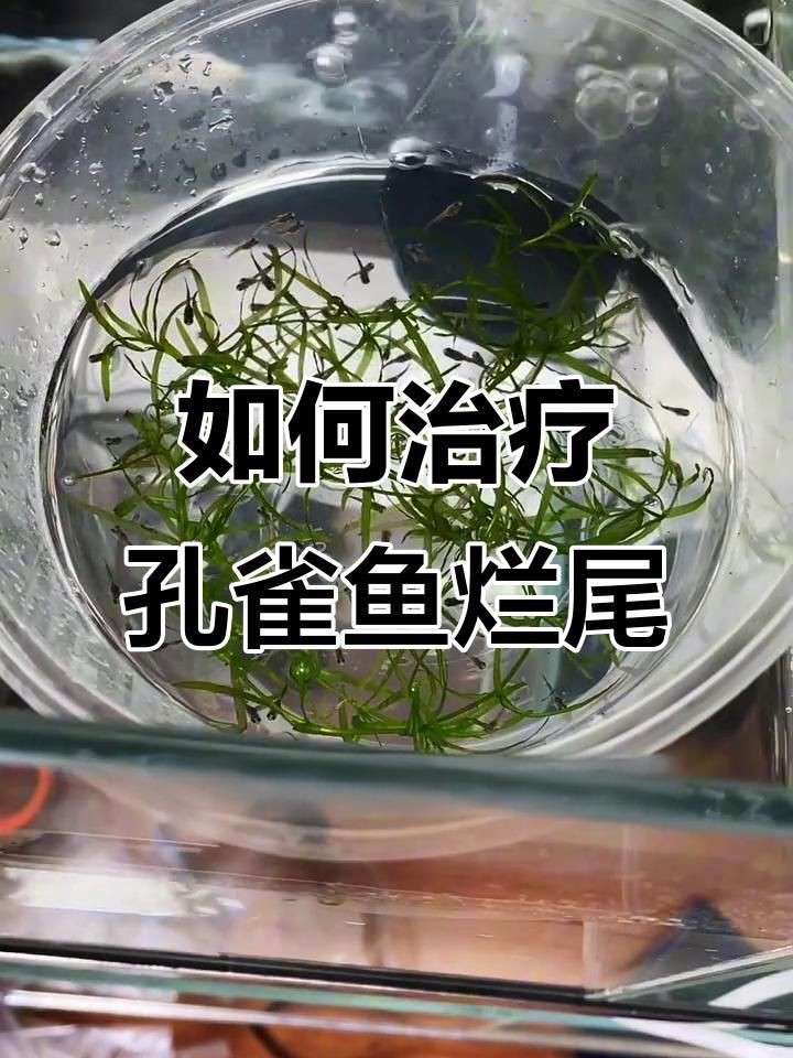 如何預防魚缸中的魚類爛尾？【如何預防魚缸中魚類爛尾】