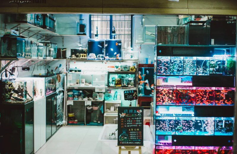 斗門水族店【斗門地區的水族店分布廣泛且各具特色為當地居民提供了豐富的選擇】