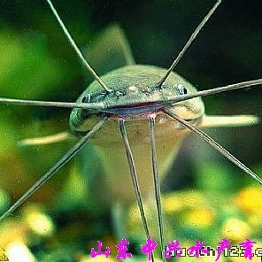最近的魚苗【《最近的魚苗》】