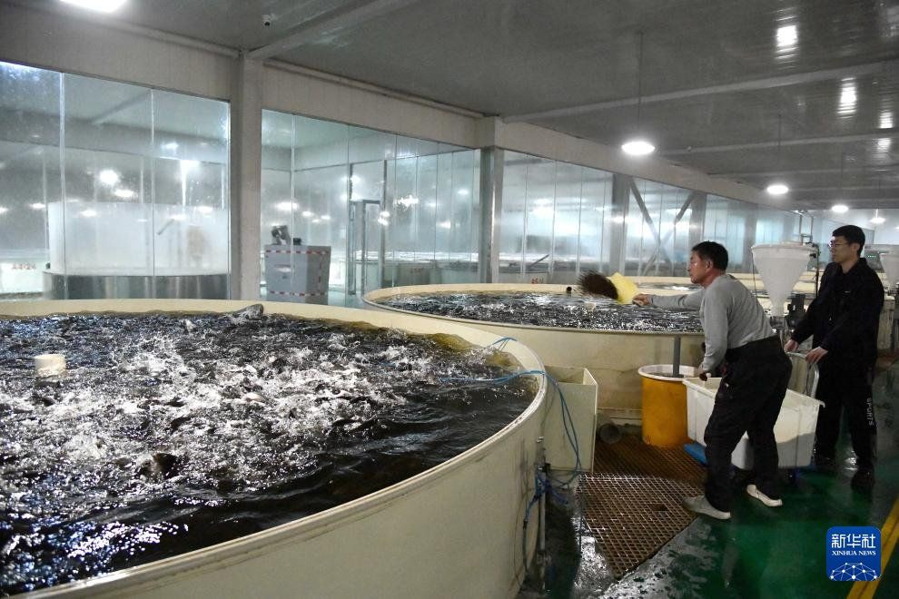 最近的魚苗【《最近的魚苗》】