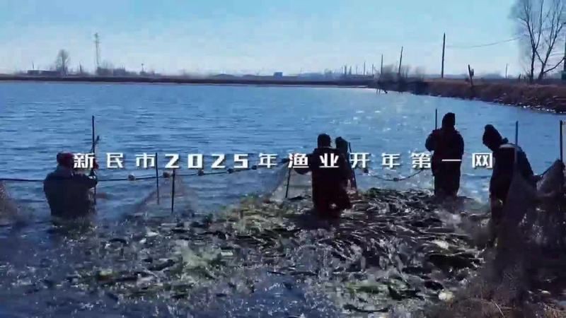 最近的魚苗【《最近的魚苗》】