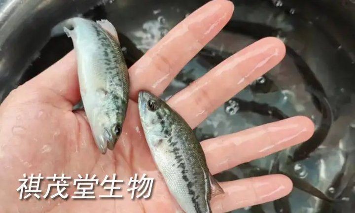 有哪些海水魚細菌感染的自愈案例？【海水魚細菌感染存在一定自愈案例整理與智能模式回答】