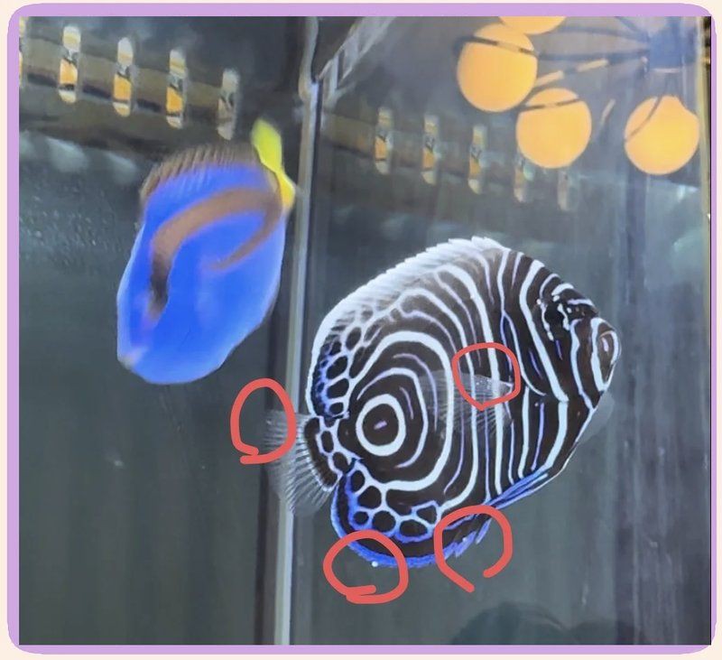 有哪些海水魚細菌感染的自愈案例？【海水魚細菌感染存在一定自愈案例整理與智能模式回答】