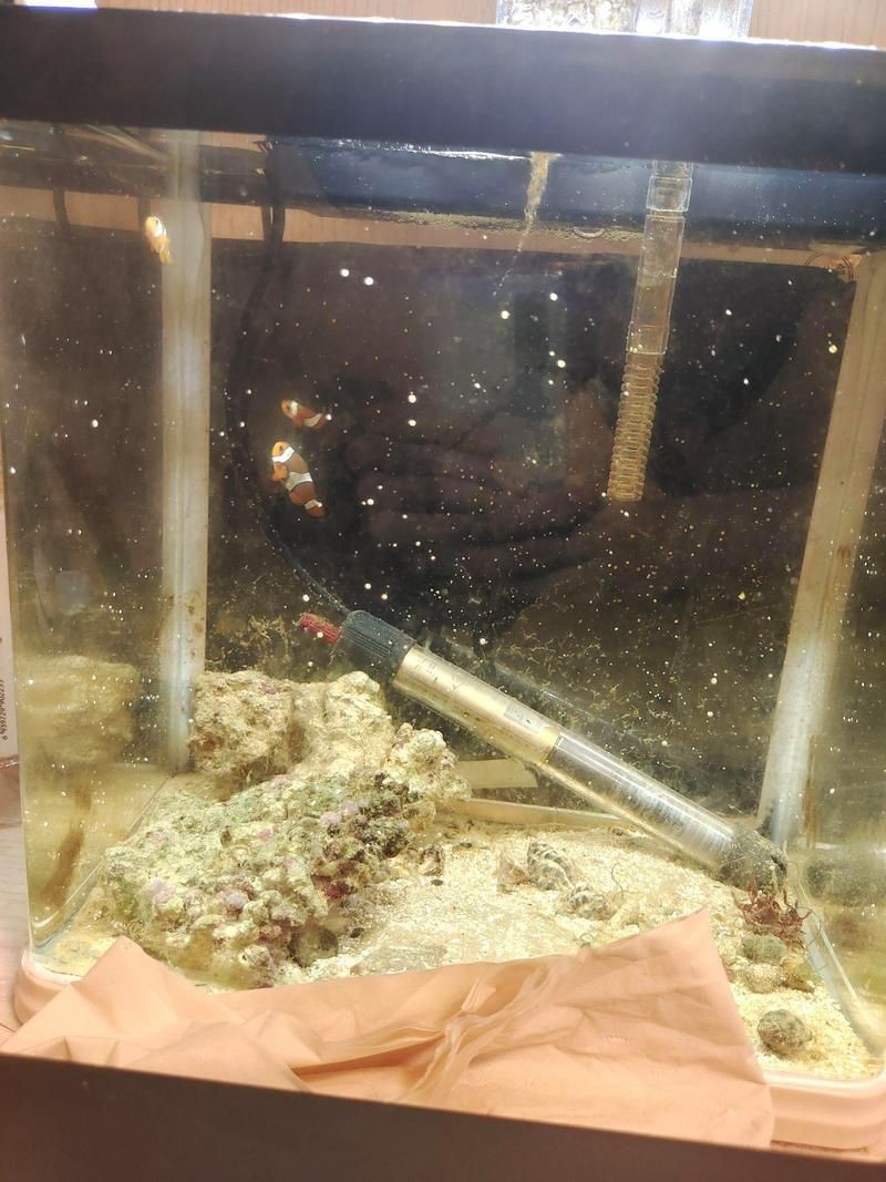 有哪些海水魚細菌感染的自愈案例？【海水魚細菌感染存在一定自愈案例整理與智能模式回答】