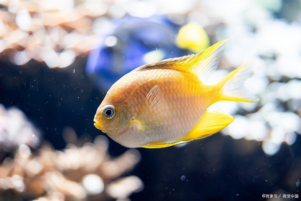 有哪些海水魚細菌感染的自愈案例？【海水魚細菌感染存在一定自愈案例整理與智能模式回答】