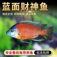 三湖慈鯛藍面財神圖片【三湖慈鯛中的“藍面財神”展現(xiàn)出了強大的適應(yīng)能力】