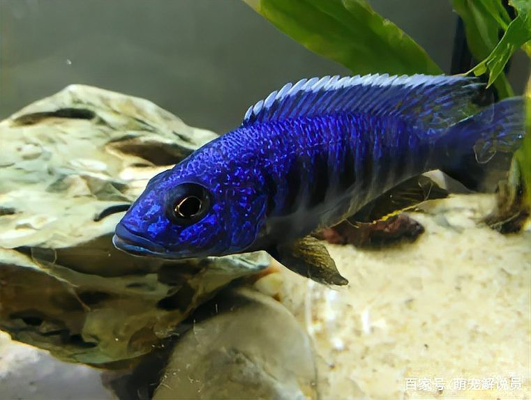 三湖慈鯛藍面財神圖片【三湖慈鯛中的“藍面財神”展現(xiàn)出了強大的適應(yīng)能力】