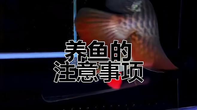 養(yǎng)魚新手需要注意什么【《養(yǎng)魚新手注意事項(xiàng)摘要》】