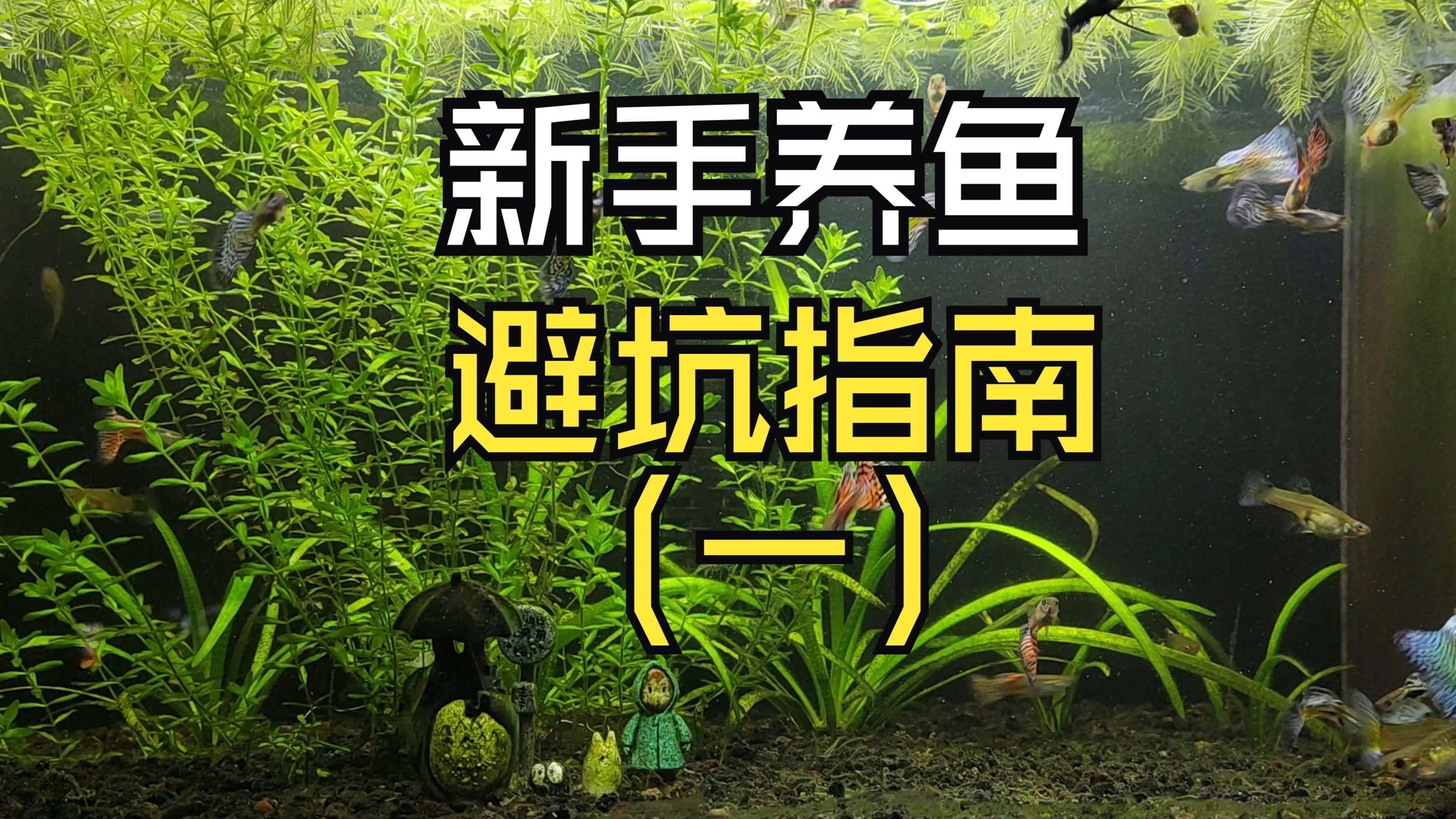 養(yǎng)魚新手需要注意什么【《養(yǎng)魚新手注意事項(xiàng)摘要》】