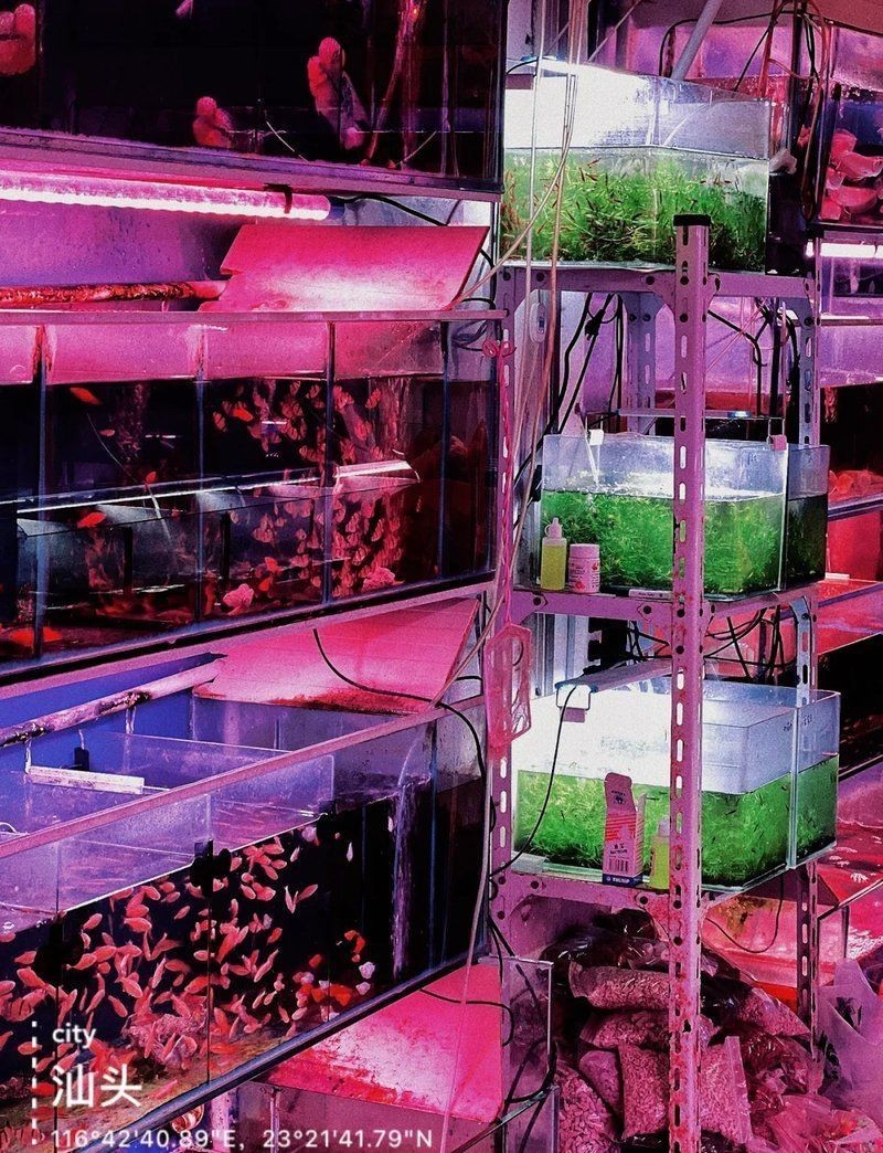 汕頭水族店【汕頭市eif水族專賣店】