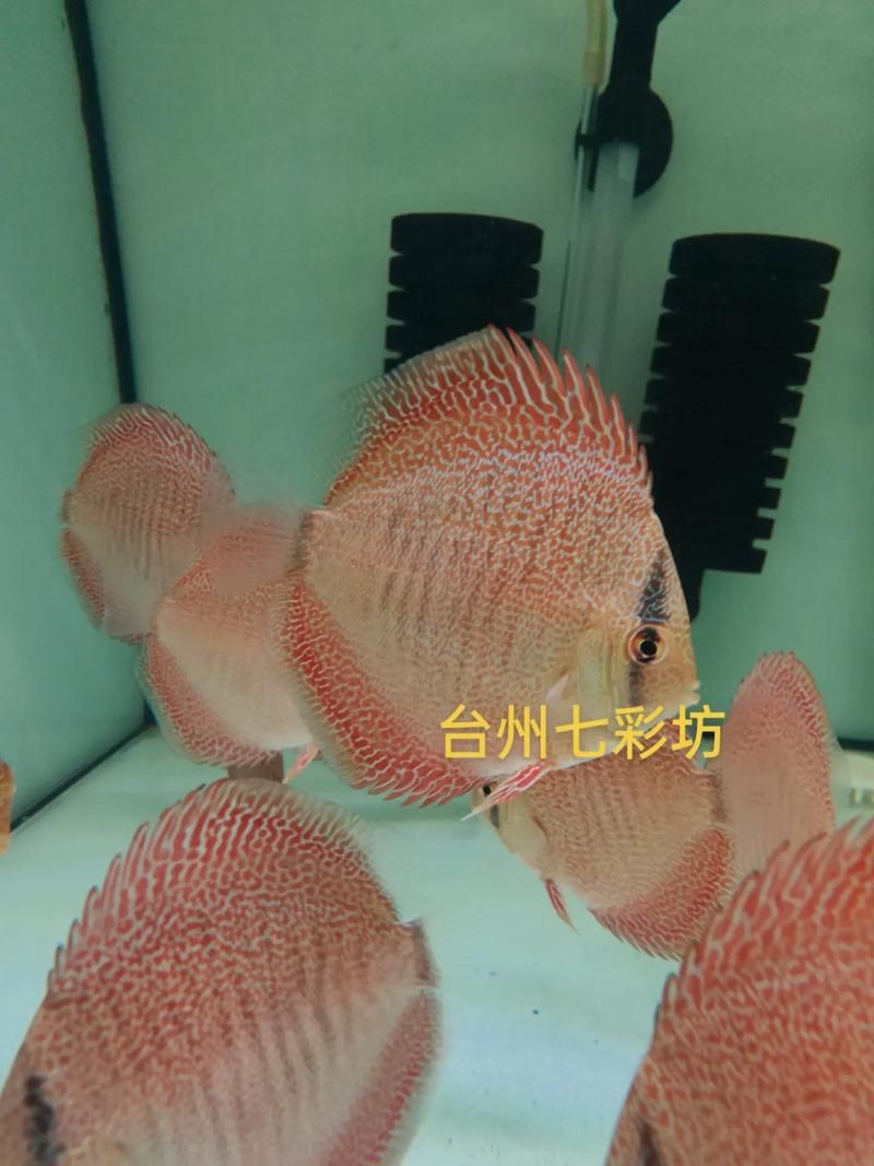 馬來18棟七彩神魚圖片【“馬來18棟七彩神魚圖片”聚焦于馬來西亞特有的七彩神仙魚品種】