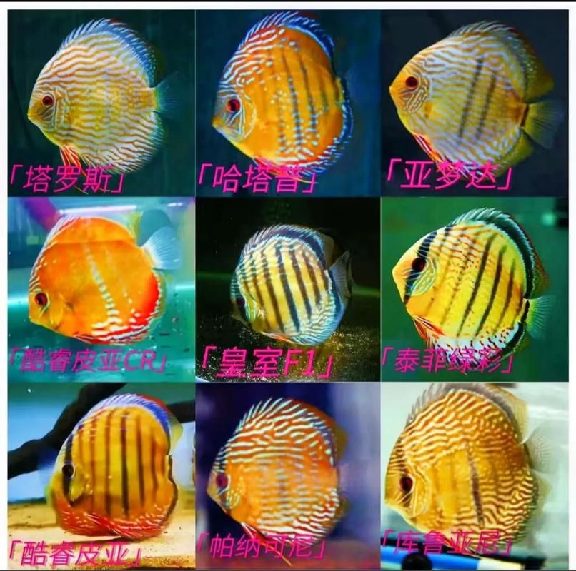 馬來18棟七彩神魚圖片【“馬來18棟七彩神魚圖片”聚焦于馬來西亞特有的七彩神仙魚品種】