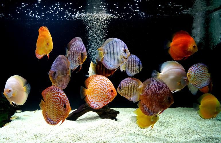 馬來18棟七彩神魚圖片【“馬來18棟七彩神魚圖片”聚焦于馬來西亞特有的七彩神仙魚品種】