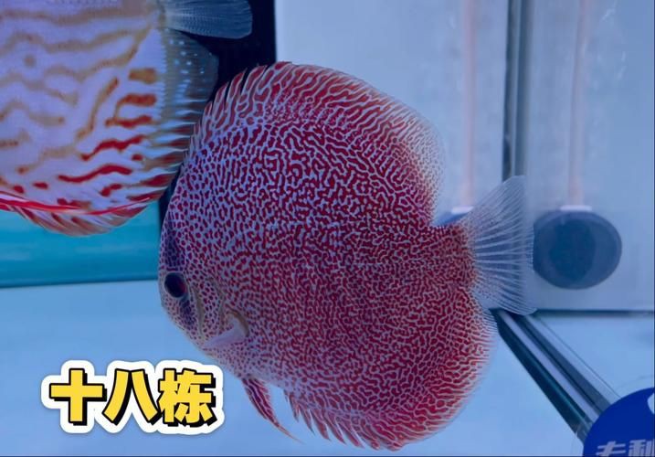 馬來18棟七彩神魚圖片【“馬來18棟七彩神魚圖片”聚焦于馬來西亞特有的七彩神仙魚品種】