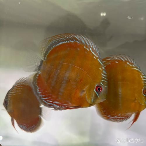 馬來18棟七彩神魚圖片【“馬來18棟七彩神魚圖片”聚焦于馬來西亞特有的七彩神仙魚品種】